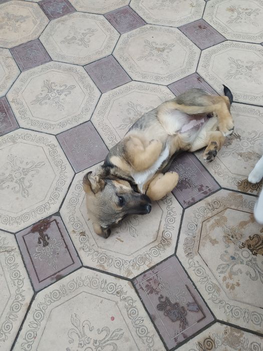 Отдадим очаровашку в добрые руки