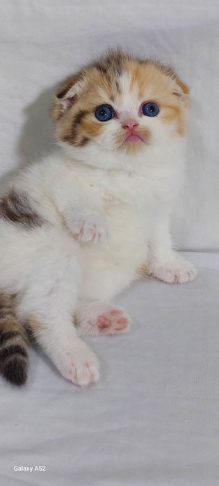 Продаётся  мальчик  очень  крупный  биколор