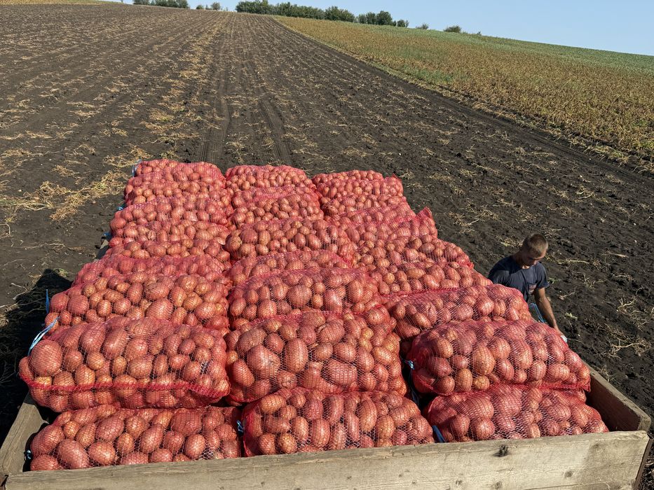 Cartofi de consum si samanta