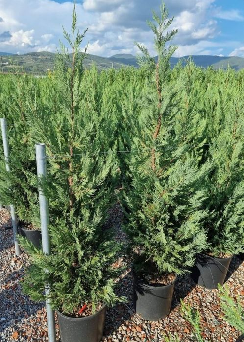 Leylandii (Thuja) – soluția perfectă pentru intimitate și verdeață