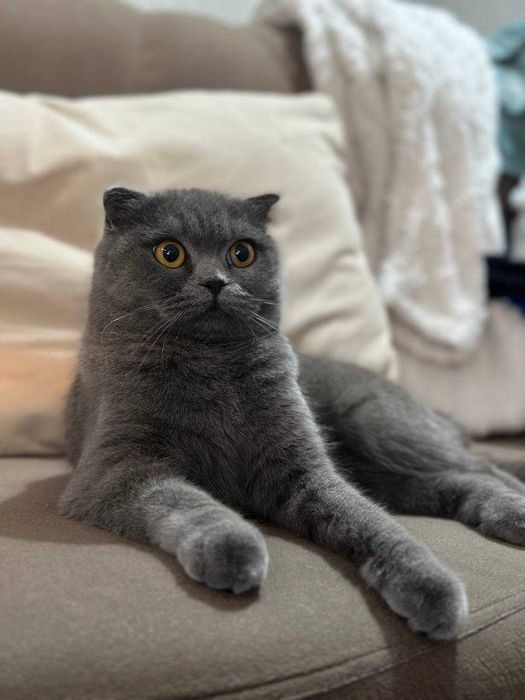 Чистокровные котята