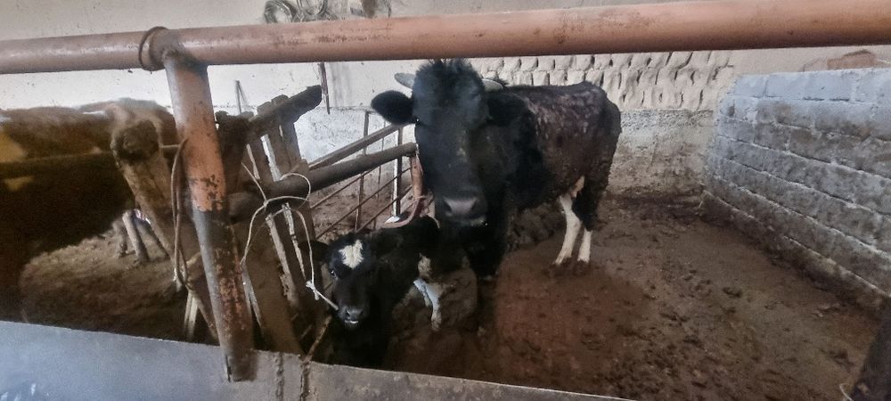 Sigir ona bola  2 ta