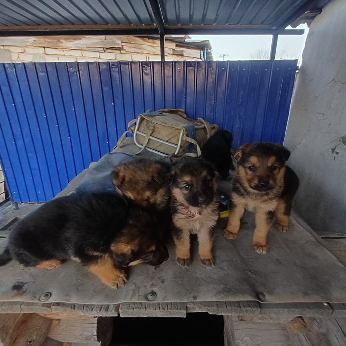 Щенки немецкой овчарки