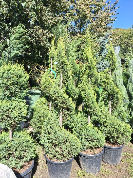 Plante ornamentale tuia leylandii smarald mesteacan