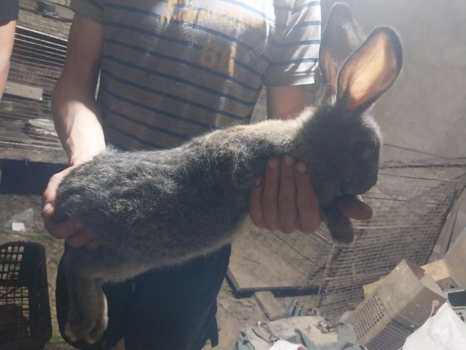 Крольчата 4 девочки , 1 мальчик