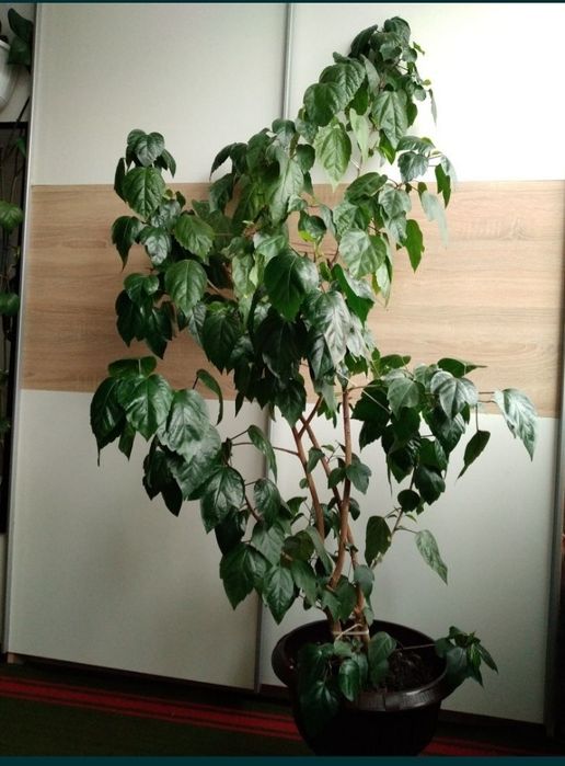 Trandafir japonez, hibiscus