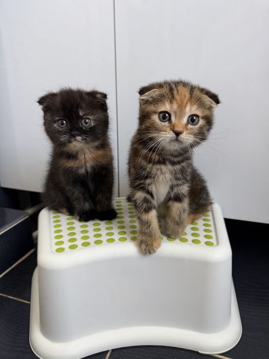 Котята чистокровные шотландские