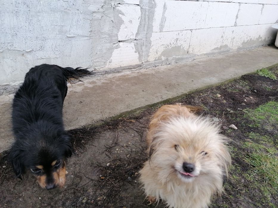 Donez mascul și femela.