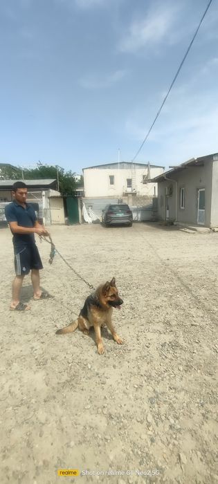 Продаётся немецкая овчарка сука