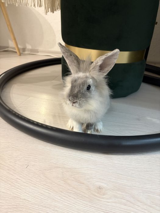 Donez/Adoptie iepuras Cap de Leu