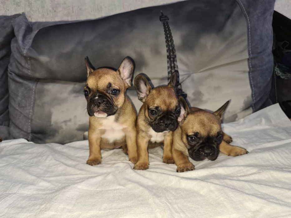 Продам щенков французского бульдога
