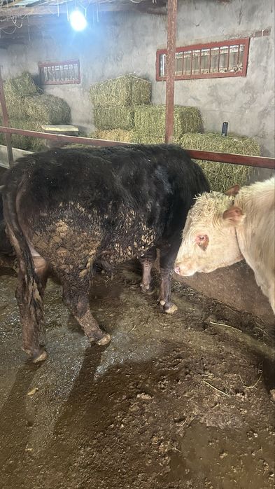 Бычок на откорме