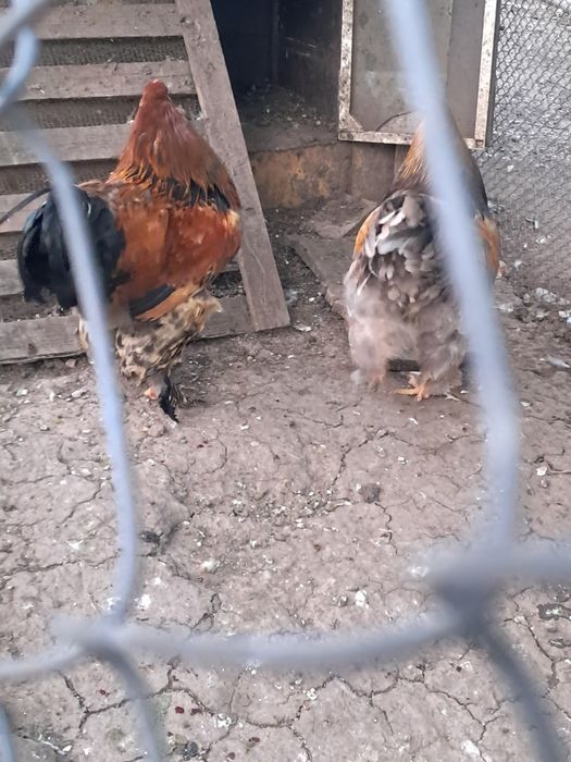 Cocoși Brahma  de vanzare