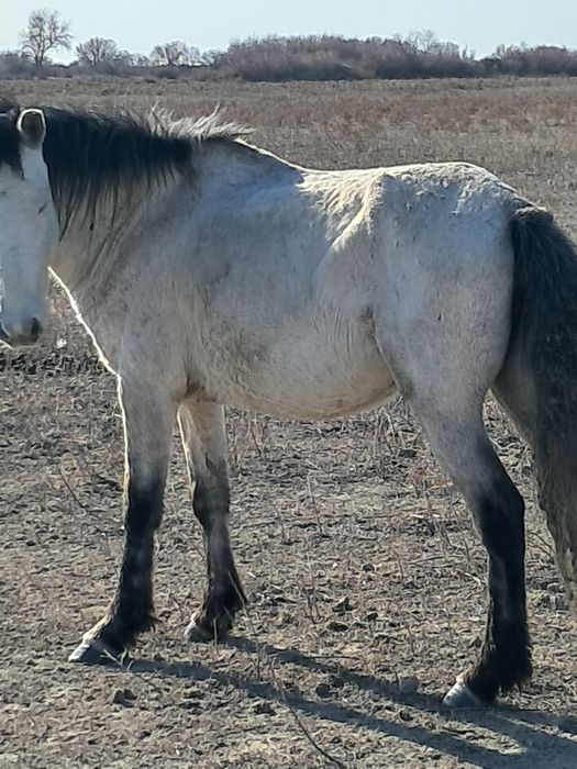 Қысыр бие сатылад