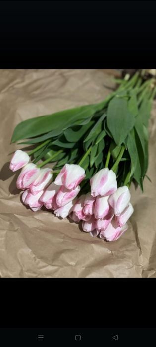 Тьюльпаны оптом с теплицы Голландский сорт