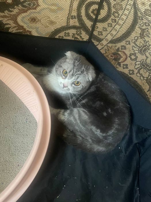 Шиншилла кот черно- белое
