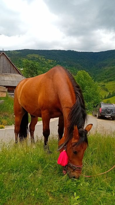 Vând cal de 4 ani