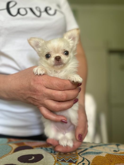 Девочки чихуа хуа