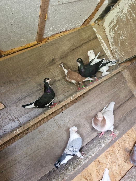 Porumbei texani, jucători, satineți, voiajori disponibili