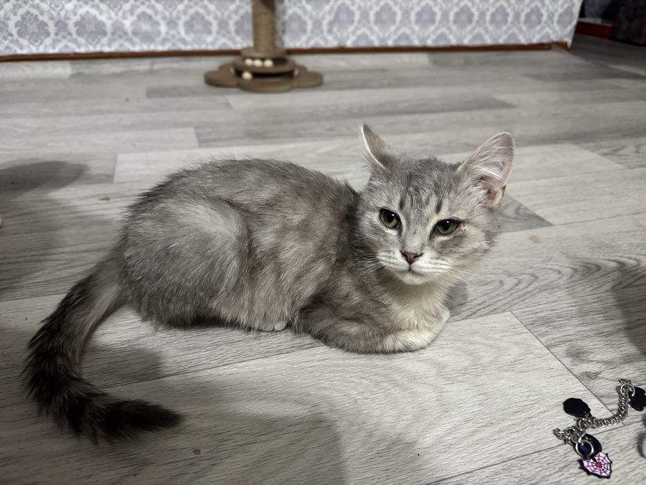 Отлами в добрые руки