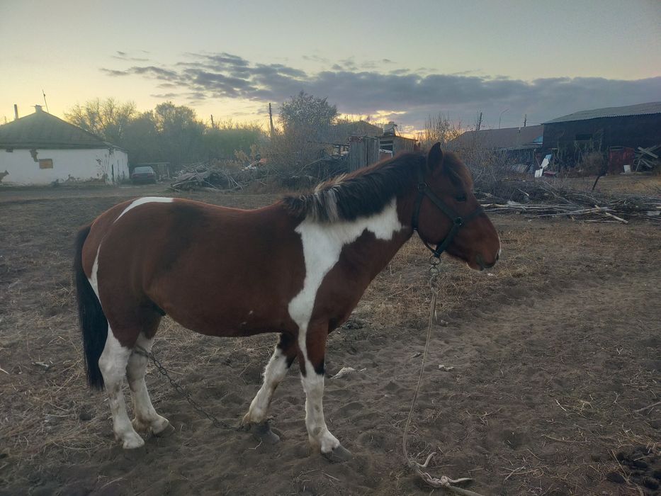 Бес жасар айғыр сатылады