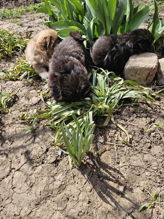 Малки сладки пекинези