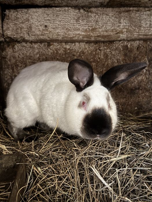 Кролики калифорнийцы самцы