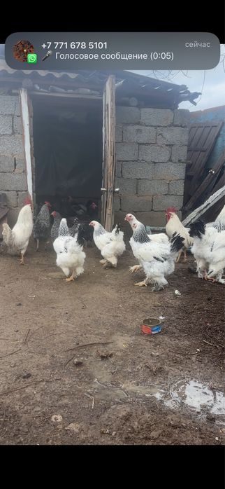 Брама  Индаутка.  Цесарка.