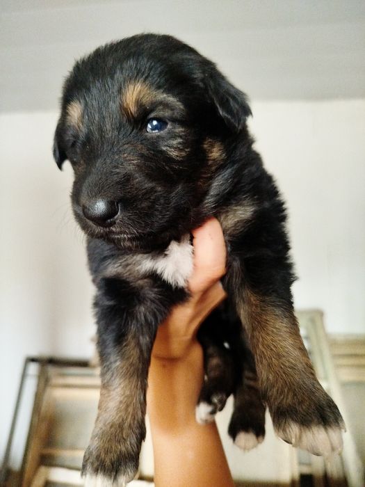 Готовятся к продаже щенки овчарки