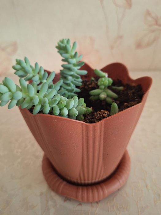 Седум  (очиток) Моргана