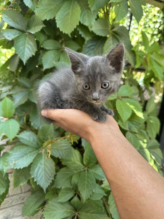 Котята 2 месяца.