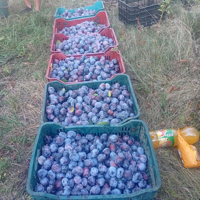 Prune de tuica si palinca cu transpotul gratuit la domiciliu