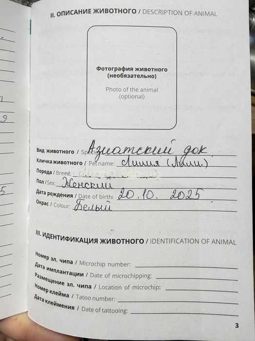 Продается собака Алабай