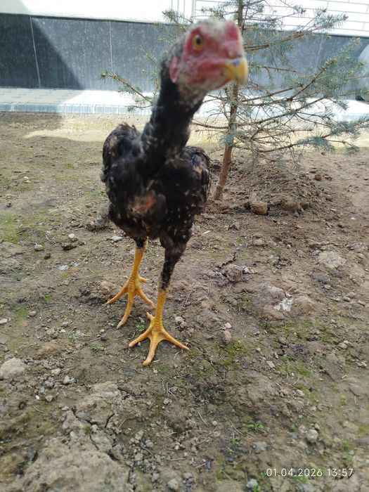 Дакан жожасотилади