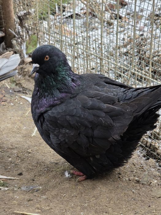 Porumbei Modain francez  mascul 2023