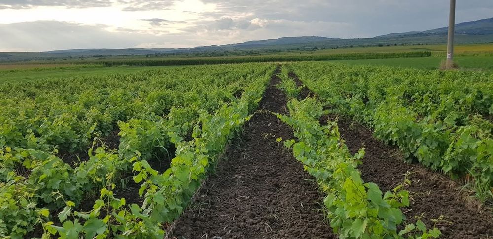 Vand sau schimb butasi vita de vie cu diverse