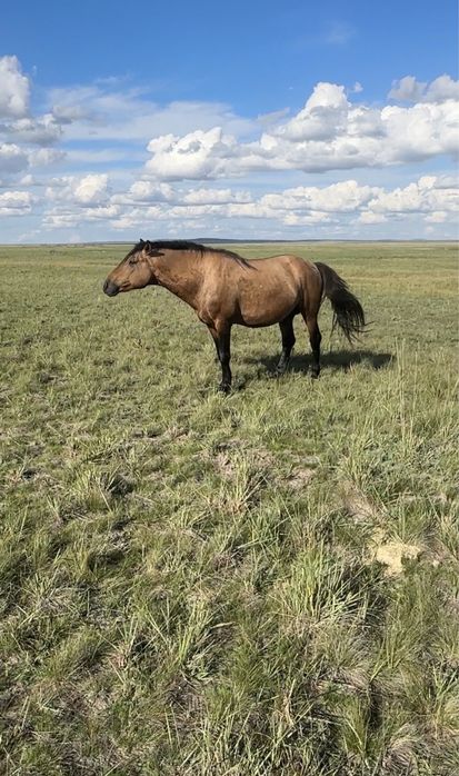 Айгыр мугалжар 4 жасар