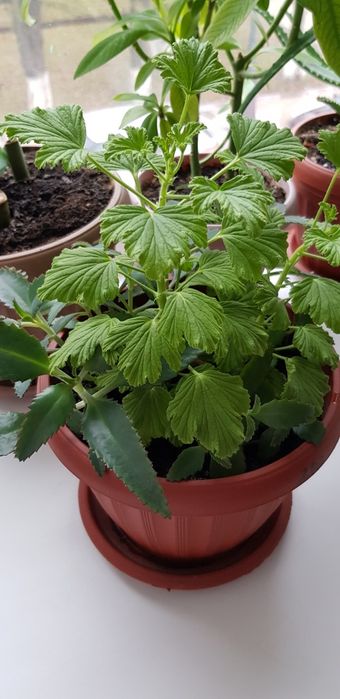 Продам лимонку ,пеларгония душистая.