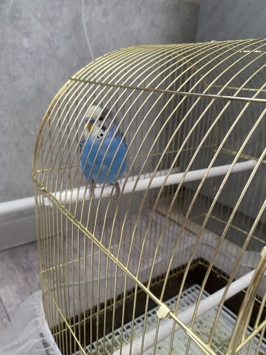 Продам волнистого попугая