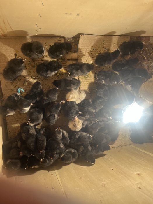 Балапандар 2 күнбік Шұбарсу аулында