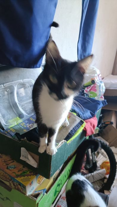 Dau in adopție pui de pisică