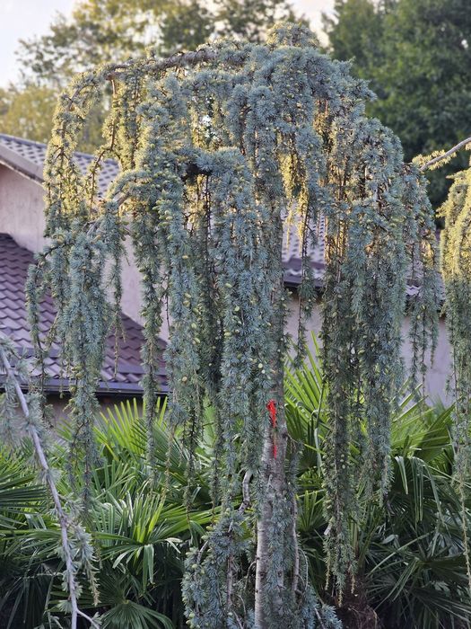 Cedru plangator ( vand cedrii pendulari ) cedrus atlantica glauca