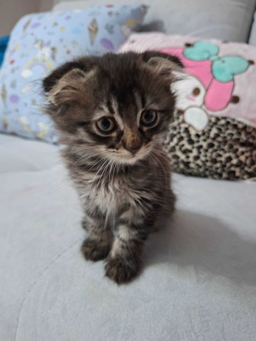 Продам котенка Вислоушка