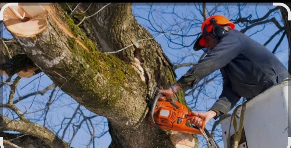 Спил деревьев Талдарды кесу