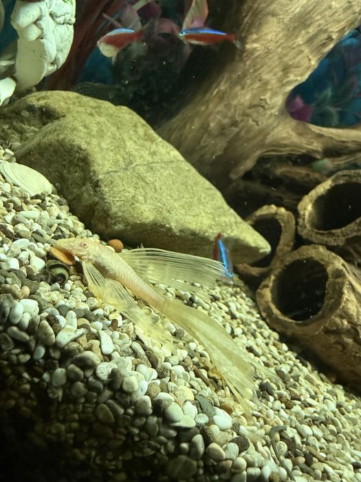 Продам аквариум с рыбками