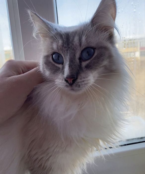 Кот породы невская маскарадная