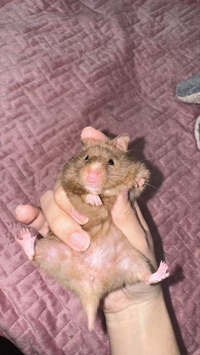Хомяки ,4 шт , 3 девочки 1 малчик