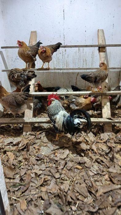 Oua incubat italiene