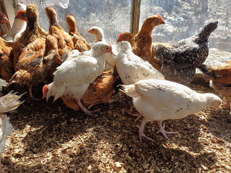 Пушкинские курочки