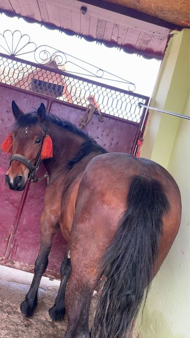 Vand mânză de 3 anii invățată la ham